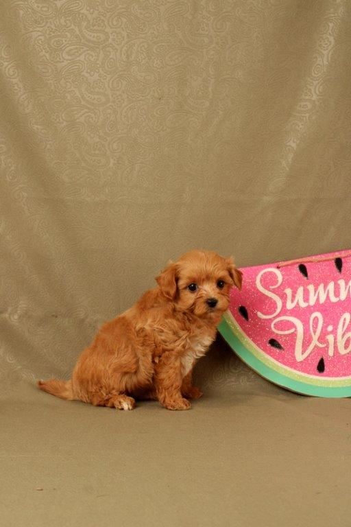 puppy, for, sale, Maltipoo, Matthew B. Stoltzfus, dog, breeder, Gap, PA, dog-breeder, puppy-for-sale, forsale, nearby, find, puppyfind, locator, puppylocator, aca